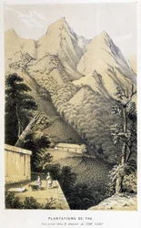 Plantation de thé en Chine : vue prise dans le district du thé vert, voyage de Fortune en Chine - gravure, n.d.