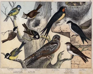 Les 5 oiseaux de gauche - a : Mésange charbonnière (Parus major), b : Mésange bleue (Parus coreulus), c : Mésange noire (Parus ater), d : Mésange huppée (Lopophanes cristatus), e : Mésange nonnette (Parus palustris). Les 4 oiseaux de droite - a :
