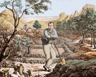 Le jardinier de Sainte-Hélène - Napoléon en exil à Sainte-Hélène, gravure