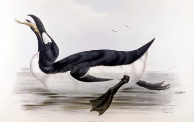Le Grand Pingouin (Alca Impennis) - dans Les oiseaux d