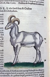 Le bouquetin dans Historia Animalium de Conrad Gesner (1516 - 1565), Tiguri