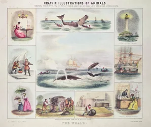 La baleine, tirée de Graphic Illustrations of Animals, dessinée et gravée par W. Hawkins, publiée par Thomas Varty (gravure)