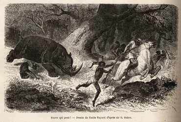 La charge du rhinocéros qui renverse et piège les chasseurs, lors de la recherche de l