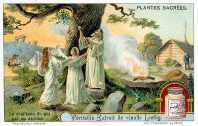 La cueillette du gui par les druides - Étiquette publicitaire Liébig. Chromolithographie 19e siècle