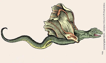 Le dragon volant Amphiptere (Amphithere ou Amphitere ou Amphipthere). Gravure dans Historia Animalium de Conrad Gesner (1516-1565), Tiguri