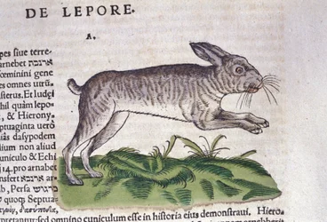 Le lièvre d
