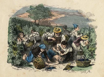 La moisson. Illustration du 19ème siècle. Collection Bianchetti