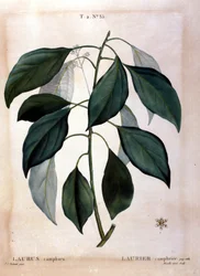 Le laurier : camphre. Herbier du XIXe siècle