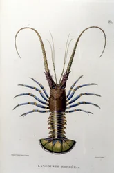 Le homard. 19ème siècle