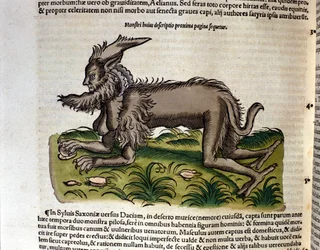 La manticore de l