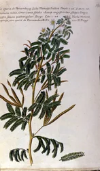 La mimosa, planche botanique, gravure.