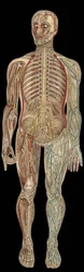 Le système nerveux. Dans "La nouvelle médication naturelle" de F.E. Bilz. 1898
