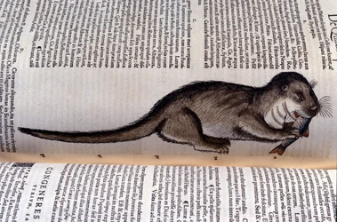 La loutre - Historia Animalium par Conrad Gesner (1516 - 1565), Tiguri