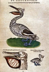 Le pélican de l