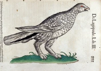 Le lagopède dans Historia Animalium de Conrad Gesner (1516 - 1565), Tiguri