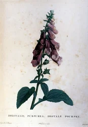 La digitale pourpre. Herbier du 19ème siècle