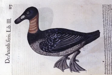 Le canard à cou rouge d