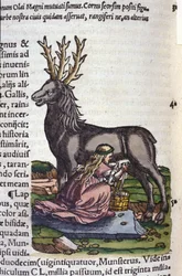 Le commerce du renne d