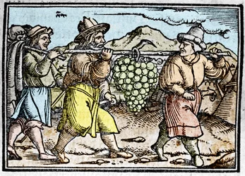 Le retour de Josué et Caleb avec une énorme grappe de raisin du pays de Canaan (Terre Promise). Chronique par Johann Stumpff "Den edlen strucen besten fromen"