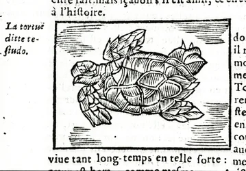 La tortue marine, d
