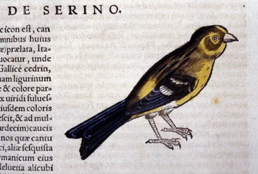 Le serin d