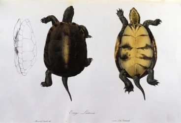 La tortue de la Malaria Emys Lutaria d