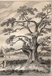 Troisième voyage (1776-1779) du capitaine James Cook (1728-1779) : arbre sous lequel Cook observa le passage de Vénus - illustration tirée de "Les Grands Navigateurs du XVIIIe siècle".