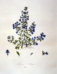 Thym. Gravure du 19ème siècle