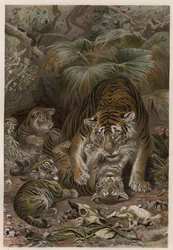 Tigre (Panthera tigris) avec petits - gravure de « La Vie des Animaux » par Alfred Edmund Brehm (1829-1884)