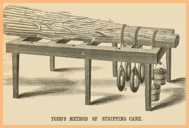 Méthode Todds de dépouillement de la canne