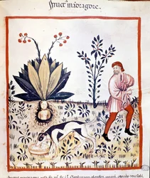 Traité de médecine « Tacuinum sanitatis », XIVe siècle. Récolte de la mandragore. Biblioteca Nazionale Braidense, Milan