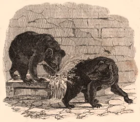 Deux ours jouant dans une auge de la fosse aux ours du Muséum d