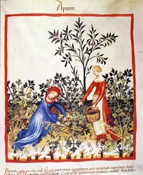 Deux femmes cueillent du persil. Enluminure du « Tacuinum sanitatis ».