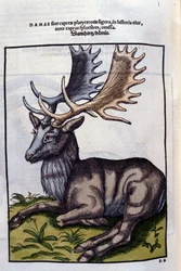 Un renne (cervidé) dans Historia Animalium de Conrad Gesner (1516 - 1565), Tiguri