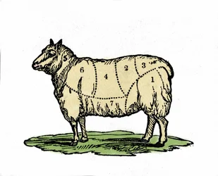 Divers morceaux de mouton boucherie. Illustration de la fin du 19e siècle