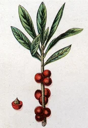 Plantes botaniques vénéneuses : daphné mézéréon. Gravure dans "La médication naturelle" de Friedrich Eduard Bilz (1842-1922)