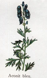 Plantes botaniques vénéneuses : aconit bleu. Gravure dans "La médication naturelle", par Friedrich Eduard Bilz (1842-1922)