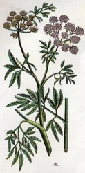 Plantes botaniques vénéneuses : ciguë aquatique (Cicuta virosa). Gravure dans "La médication naturelle" de Friedrich Eduard Bilz (1842-1922)