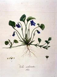 Violette. Gravure du 19ème siècle