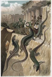 Lézard des murailles - Le lézard des murailles (Podarcis muralis) - gravure de « La Vie des Animaux » par Alfred Edmund Brehm (1829-1884)