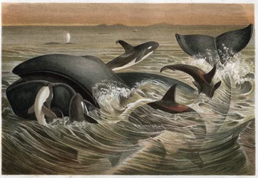 Baleine et orque (Orcinus orca) - gravure de « La Vie des Animaux » par Alfred Edmund Brehm (1829-1884)