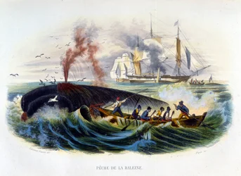 Chasse à la baleine - dans «Histoire naturelle» de Lacépède