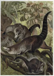 Coati à nez blanc (Nasua narica) - gravure de « La Vie des Animaux » par Alfred Edmund Brehm (1829-1884)