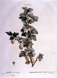Groseille blanche ou maquereau : planche botanique du 19ème siècle.