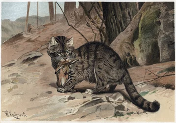 Chat sauvage - Le chat sauvage (Felis silvestris) - gravure de 