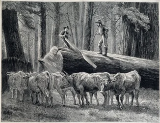 Bûcherons dans une forêt de séquoias en Californie - gravure