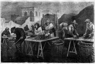 Travailleurs en France : trieurs de coke (variété de charbon résultant de la distillation du charbon, utilisé pour le chauffage) dans une usine à gaz à Paris. Gravure dans « Le Monde Illustré ».