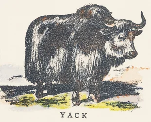 Y : yak