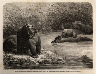 Hippopotame du Zambèze : femelle et son petit se rafraîchissant dans la rivière. Gravure pour illustrer les premiers voyages du Dr Livingstone en Afrique australe de 1840 à 1856, dans « Le tour du monde, nouveau journal des voyages » publié sous la directi