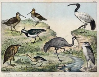 a : Bihoreau gris (Nycticorax griseus), b : Blongios nain (Ardetta minuta), c : Butor étoilé (Botaurus stellaris), d : Grue cendrée (Grus cinerea), e : Ibis sacré (Ibis religiosa), f : Bécasse (Scolopax rusticula), g : Bécassine (Gallinago), h : Vanneau
